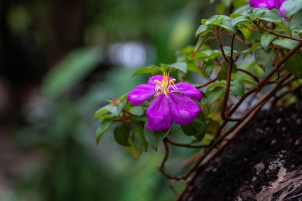 Purple flower