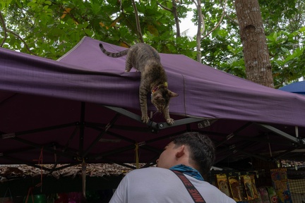 cat trying to get down