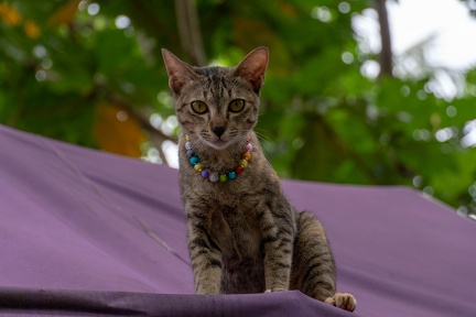 cat on the tent